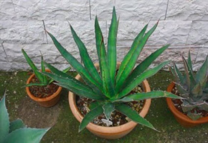 Agave gyógyszer tulajdonságait magvak és ellenjavallatok, videó és fénykép (fedett) Agave gyógyszer tulajdonságait magvak és ellenjavallatok, videók és fotók