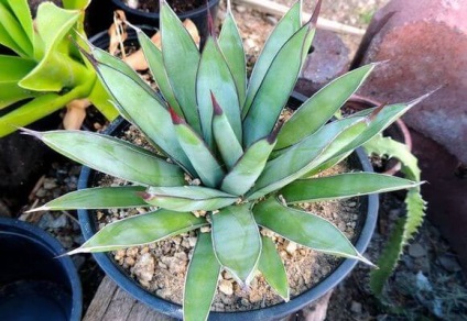 Agave gyógyszer tulajdonságait magvak és ellenjavallatok, videók és fotók (növények) Agave gyógyszer tulajdonságait magvak és ellenjavallatok, videók és fotók