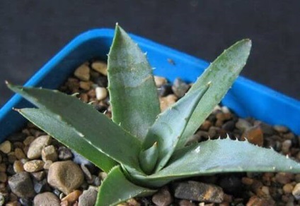 Agave gyógyszer tulajdonságait magvak és ellenjavallatok, videók és fotók (növények) Agave gyógyszer tulajdonságait magvak és ellenjavallatok, videók és fotók