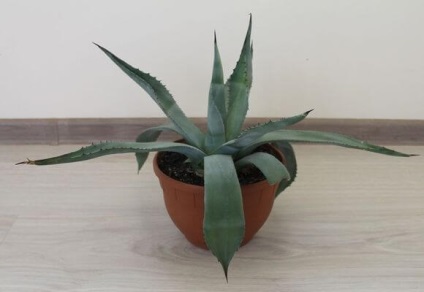 Agave gyógyszer tulajdonságait magvak és ellenjavallatok, videók és fotók (növények) Agave gyógyszer tulajdonságait magvak és ellenjavallatok, videók és fotók