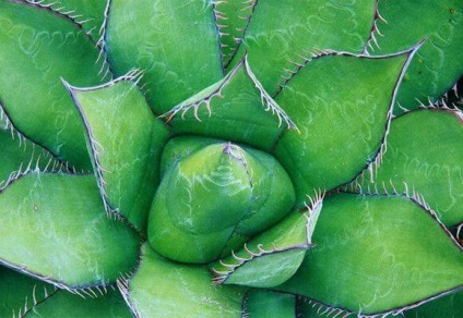 Agave gyógyszer tulajdonságait magvak és ellenjavallatok, videók és képek (terápiás) Agave gyógyszer tulajdonságait magvak és ellenjavallatok, videók és fotók