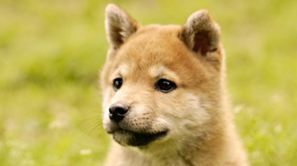 Akita Inu Akita Inu fotó