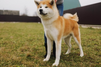 Akita Inu - leírás, képek, ár, tartalom, óvodák, 