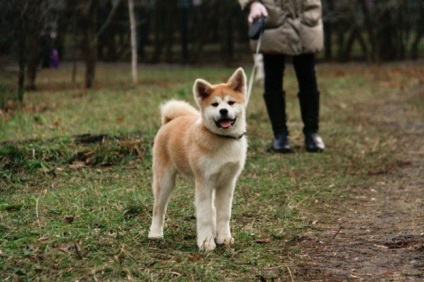 Akita Inu - leírás, képek, ár, tartalom, óvodák, 