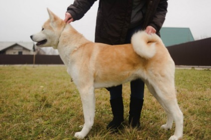 Akita Inu - leírás, képek, ár, tartalom, óvodák, 