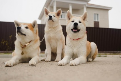 Akita Inu - leírás, képek, ár, tartalom, óvodák, 