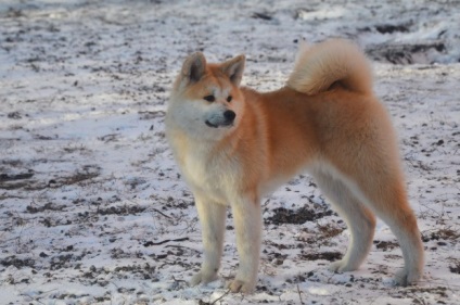 Akita Inu - leírás, képek, ár, tartalom, óvodák, 