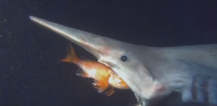 Koboldcápa - egy ritka cápa