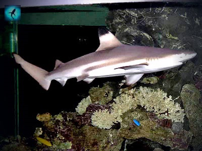 Shark és akvárium