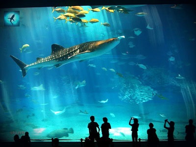 Shark és akvárium
