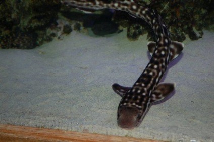 Aquaria - egy cápa az akváriumban karbantartás