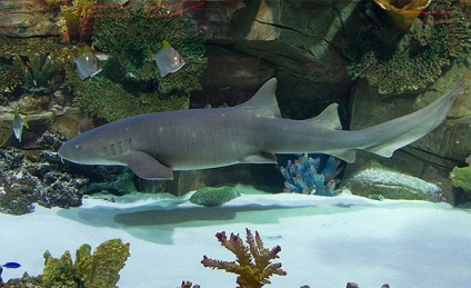 Akvárium cápák legnépszerűbb fajta, jellemzői és fotó