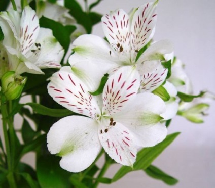 Alstroemeria képek, fotók virágok