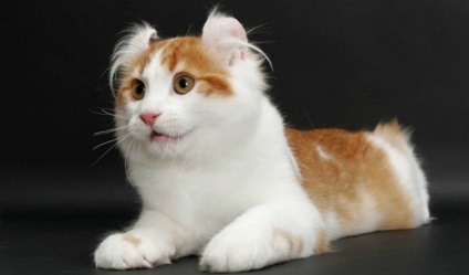 American Curl - cat kép (fotó) American Curl - macska fotó