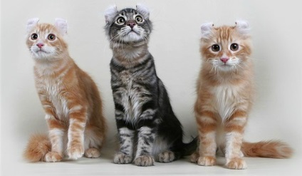 American Curl - fényképek macskák (macska) American Curl - macska fotó