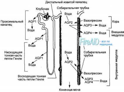 Anatomy of a glomerulus
