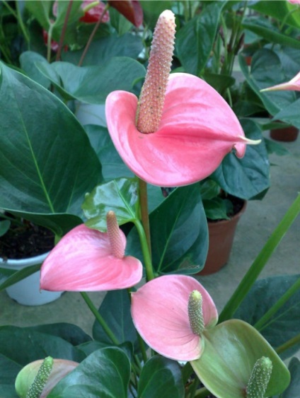 Anthurium - virágos otthoni gondozást (ellátást) Anthurium - virágos ellátás az otthoni