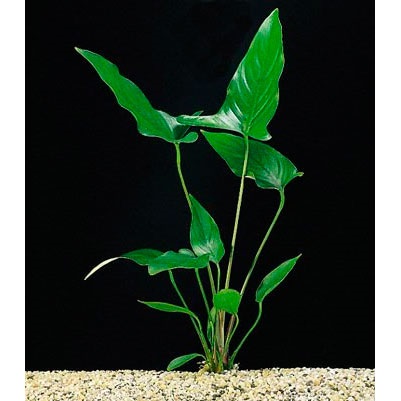 Anubias egy akváriumban (akvárium) Anubias egy akváriumban