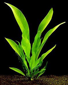 Anubias egy akváriumban (akvárium) Anubias egy akváriumban