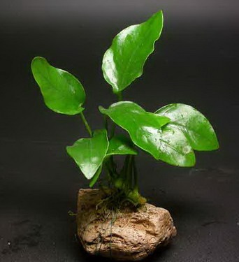 Anubias egy akváriumban (Anubias) Anubias egy akváriumban