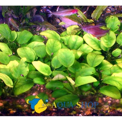Anubias egy akváriumban (Anubias barteri barteri) Anubias egy akváriumban