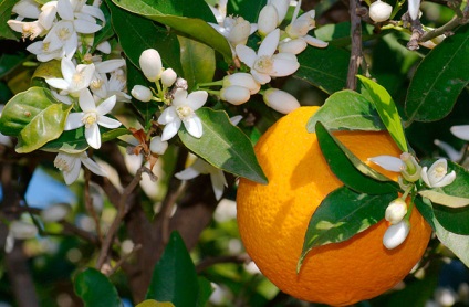 Narancs terem - citrus sinensis
