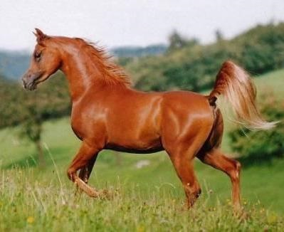Arab ló - a természet csodája