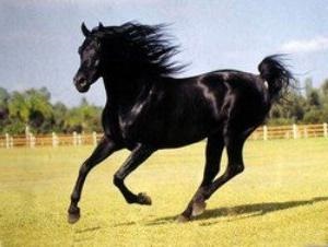 Arab ló - a természet csodája