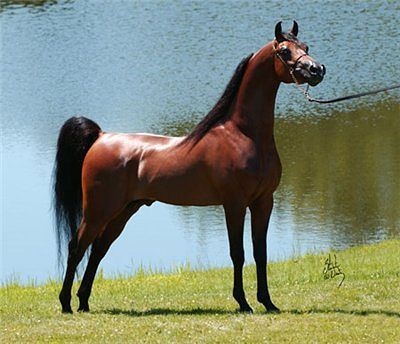 arab lovak