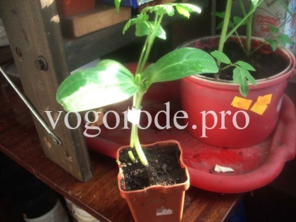 Görögdinnye a külvárosokban a nyílt terepen, oltása görögdinnye lagenariyu (nyitott) Görögdinnye a külvárosokban a nyílt terepen, oltása görögdinnye lagenariyu