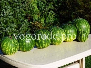 Görögdinnye a külvárosokban a nyílt terepen, oltása görögdinnye lagenariyu