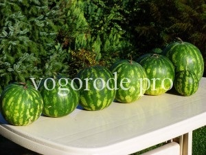 Görögdinnye a külvárosokban a nyílt terepen, oltása görögdinnye lagenariyu (föld) Görögdinnye a külvárosokban a nyílt terepen, oltása görögdinnye lagenariyu
