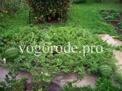 Görögdinnye a külvárosokban a nyílt terepen, oltása görögdinnye lagenariyu (görögdinnye) Görögdinnye a külvárosokban a nyílt terepen, oltása görögdinnye lagenariyu
