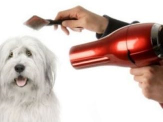 Archives tartalom és kutyakozmetikai, kutyus képzés