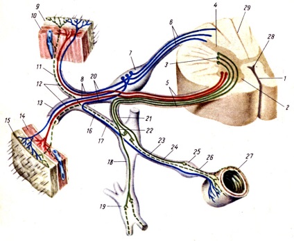 Autonóm (vegetatív) idegrendszer 1973 - Az emberi anatómia
