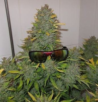 Autoflowering fajta marihuána - egy könnyű dolog (gramm per négyzetméter) Autoflowering fajta marihuána - egy könnyű dolog