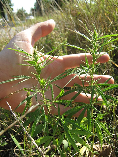 Autoflowering fajta marihuána - egy könnyű dolog (gramm per négyzetméter) Autoflowering fajta marihuána - egy könnyű dolog