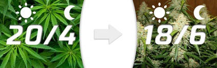 Autoflowering fajta marihuána - egy könnyű dolog