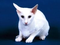 Balinéz (balinéz) beszerzése a fényképet cica, hogy mennyi az ára balinéz cica milyen