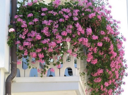 Erkély virágok - milyen virágok a növény az erkélyen, az álom ház