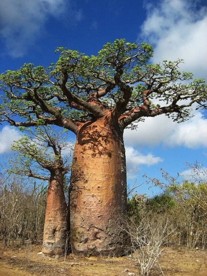 Baobab fa - a jelképe Madagaszkár - útikalauz - a világ gyönyörű!