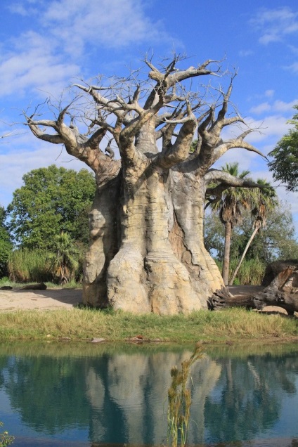 Baobab fa - a jelképe Madagaszkár - útikalauz - a világ gyönyörű!