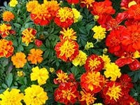 Tagetes, körömvirág kezelés (kezelés) Körömvirág, körömvirág kezelés