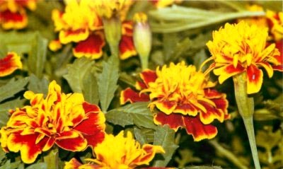Tagetes fajták és fajok, leszállás a nyílt terepen magvak (faj) Tagetes fajták és fajok magjait nyílt terepen