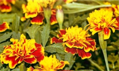 Tagetes fajták és fajok magjait nyílt terepen