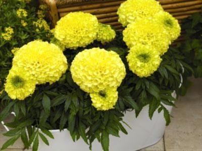 Tagetes fajták és fajok magjait nyílt terepen (nyitott) Tagetes fajták és fajok magjait nyílt terepen