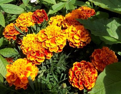 Tagetes fajták és fajok magjait nyílt terepen