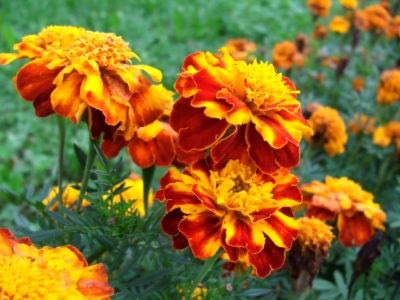 Tagetes fajták és fajok magjait nyílt terepen