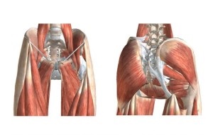 Comb szerkezete és az emberi anatómia