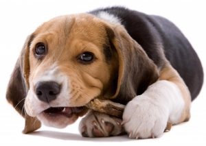 Beagle leírása és a fajta jellemzői, képek és az ár a kölykök